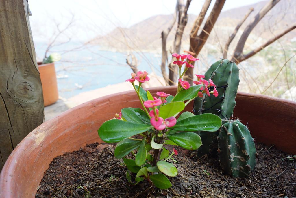 Hotel Cactus Taganga Luaran gambar